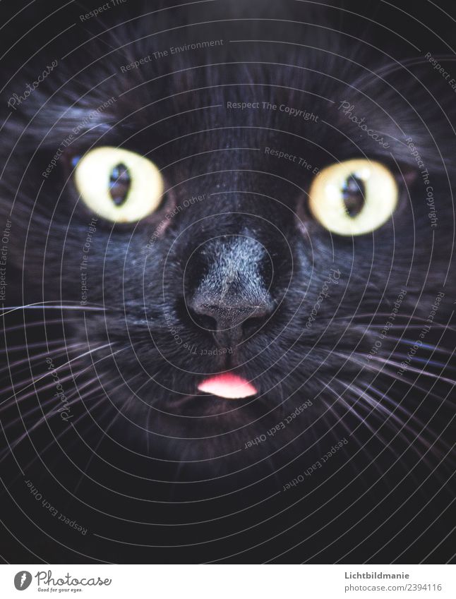 schwarze Katze steckt Zunge raus Tier Haustier Tiergesicht Fell Katzenzunge Katzennase Schnurrhaar Schnurrbarthaare Katzenauge Schnauze 1 beobachten Fressen