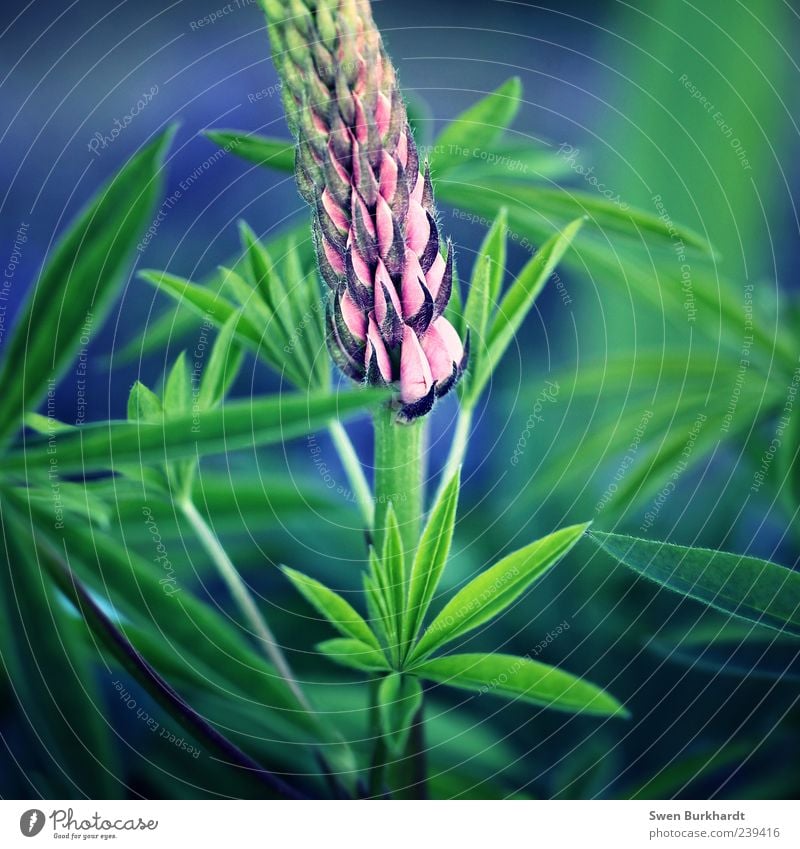 Held im Gartenfeld Umwelt Natur Pflanze Sommer Blume Blatt Blüte Grünpflanze Nutzpflanze Wildpflanze Lupine Lupinenblüte Lupinenblatt Blühend Duft Wachstum blau