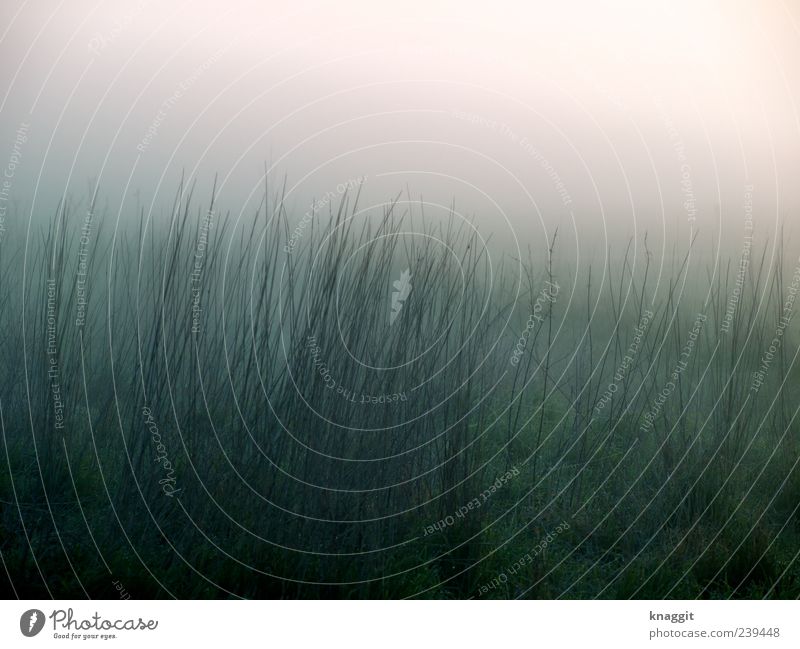 Fog Invasion Leben harmonisch Natur Landschaft Wetter Nebel Gras Sträucher Grünpflanze Wiese Feld beobachten Denken genießen träumen authentisch frisch