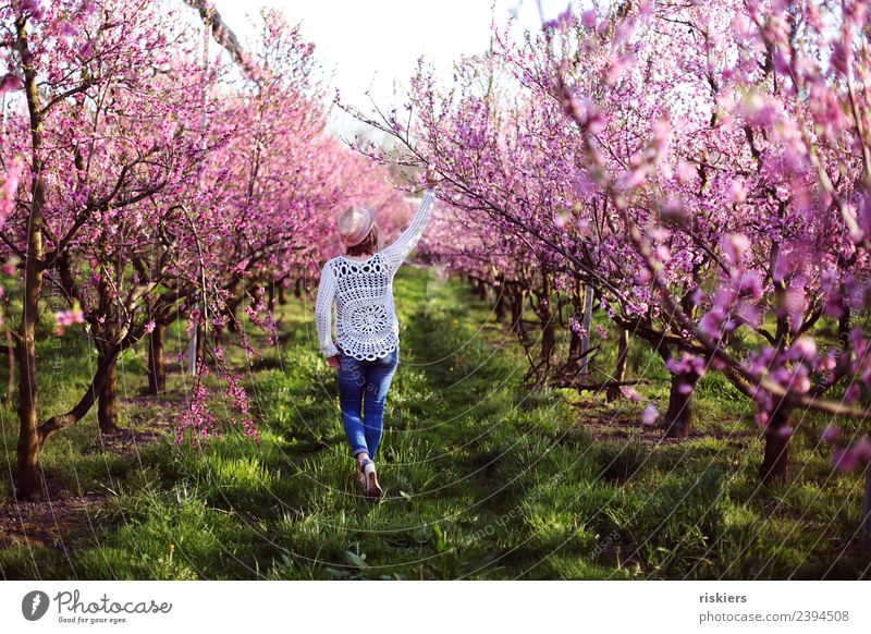 in love with the peaches iii Mensch feminin Frau Erwachsene Leben 1 30-45 Jahre Umwelt Natur Frühling Schönes Wetter Pfirsichblüten Garten entdecken Erholung