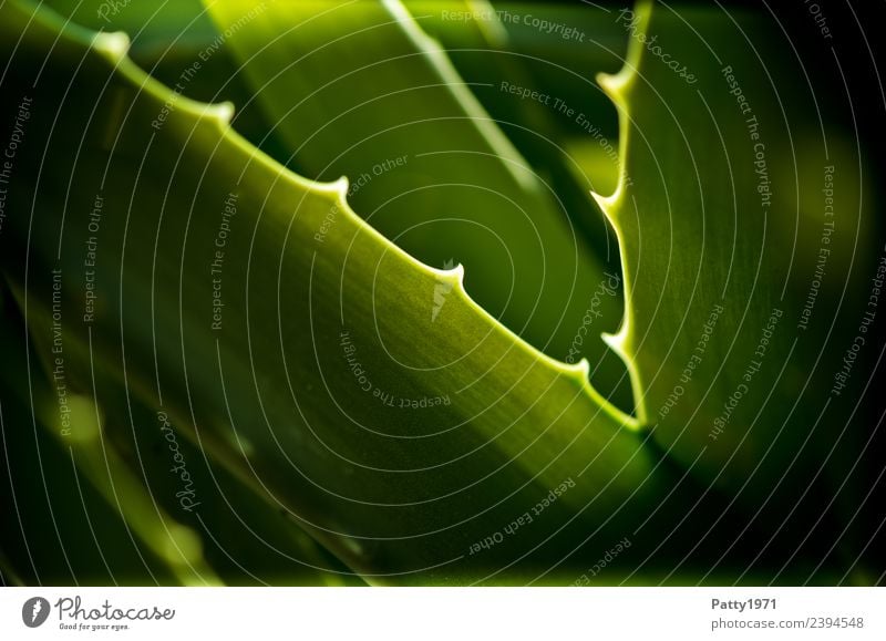 Aloe schön Körperpflege Natur Pflanze Kaktus Blatt exotisch Gesundheit Spitze stachelig grün Umwelt Farbfoto Außenaufnahme Nahaufnahme Detailaufnahme