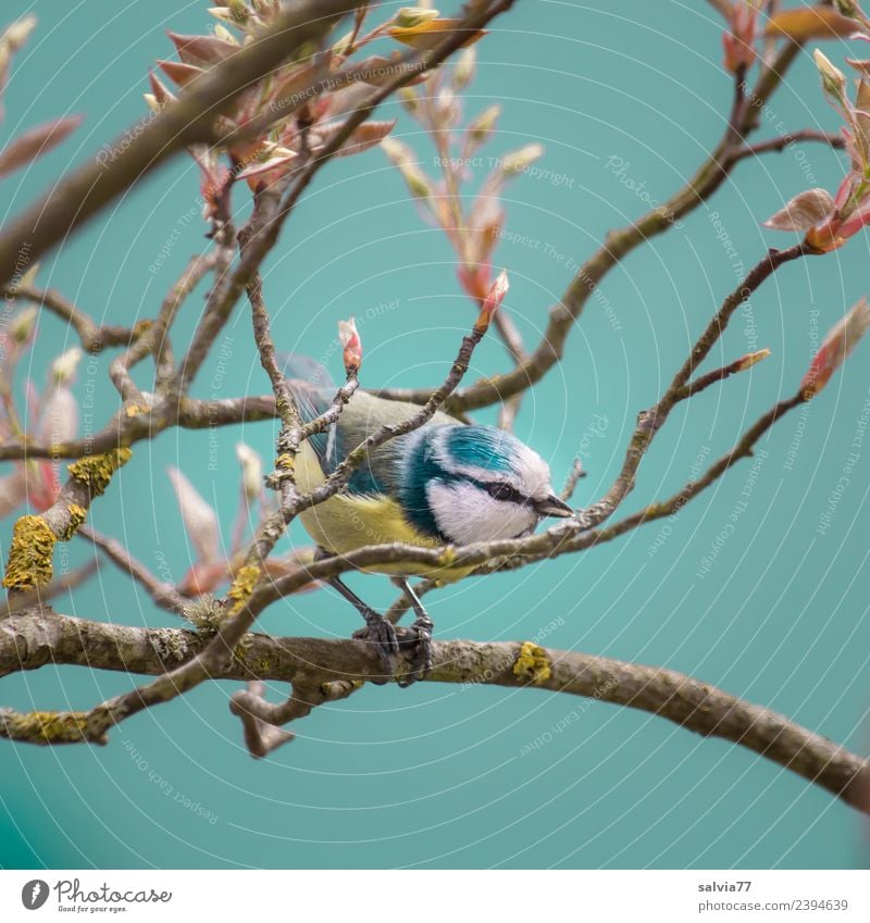 zwischen Zweigen Natur Frühling Baum Sträucher Blatt Zweige u. Äste Park Tier Vogel blau Blaumeise Meisen Ornithologie 1 klein niedlich türkis Frühlingsgefühle