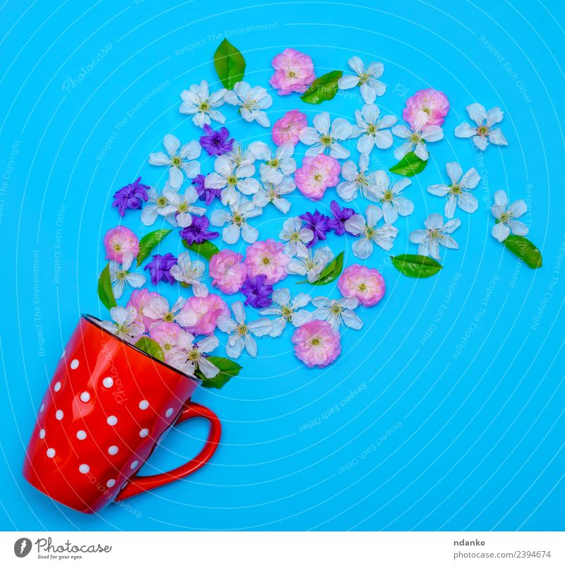 roter Keramikbecher mit weißen Polka-Punkten Frühstück Kaffeetrinken Tasse Becher Sommer Natur Pflanze Blume Blühend frisch oben blau grün rosa chaotisch Farbe