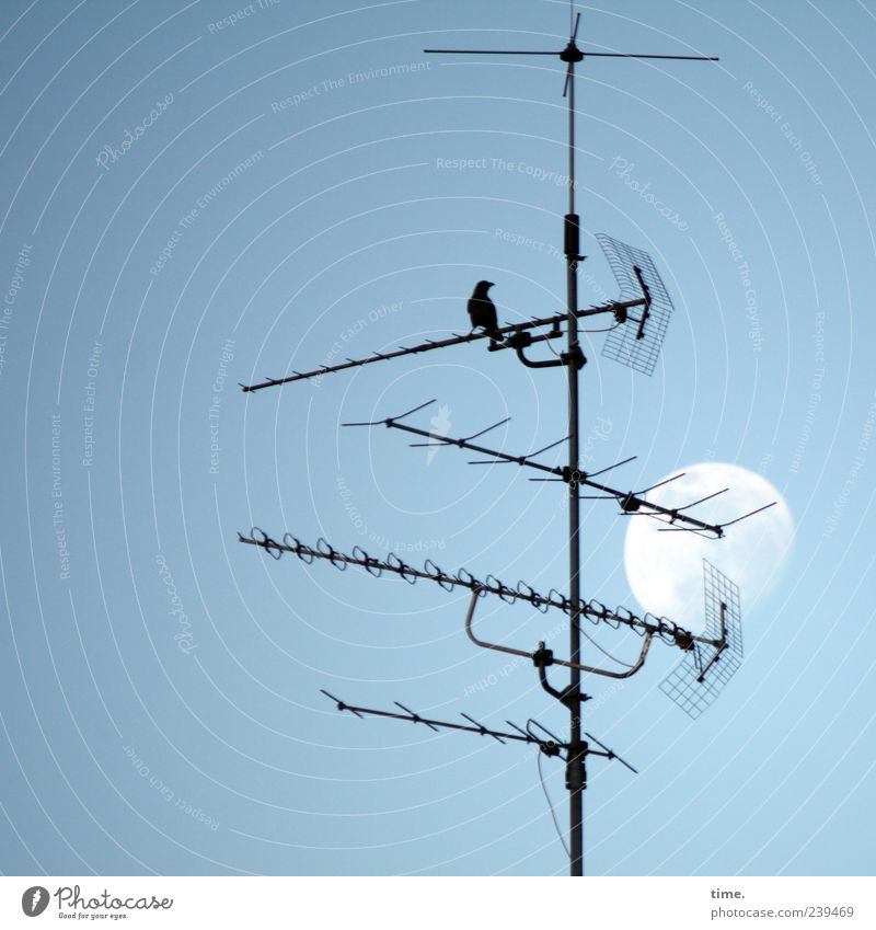 Eine kleine Nachtmusik Technik & Technologie Himmel Mond Antenne Tier Vogel 1 Metall ästhetisch Amsel Farbfoto Außenaufnahme Menschenleer Textfreiraum links