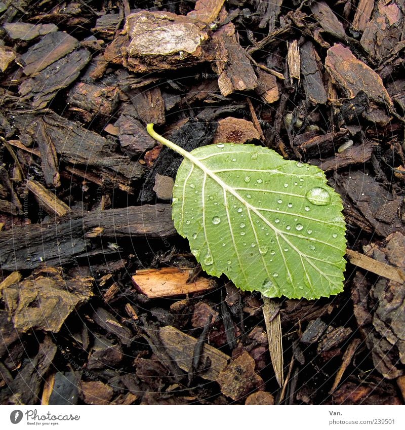 nach dem Regen Natur Pflanze Blatt braun grün Buche Waldboden 1 Wassertropfen Tropfen nass feucht Blattgrün liegen Blattunterseite Farbfoto Außenaufnahme