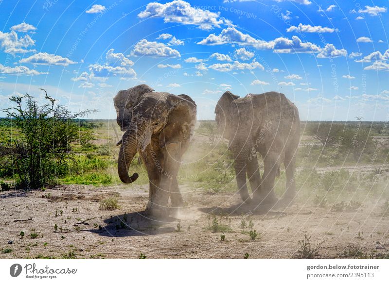 Elefantenfreunde Tierpaar Sand gehen wandern Zusammensein groß muskulös Neugier blau braun grau grün Zufriedenheit Lebensfreude Tapferkeit selbstbewußt Kraft