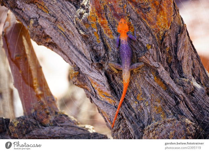 Felsenagame die Tarnungskünster Namibias Sommer Baum Wüste Agame 1 Tier Holz Jagd krabbeln exotisch fantastisch dünn Geschwindigkeit schön blau orange