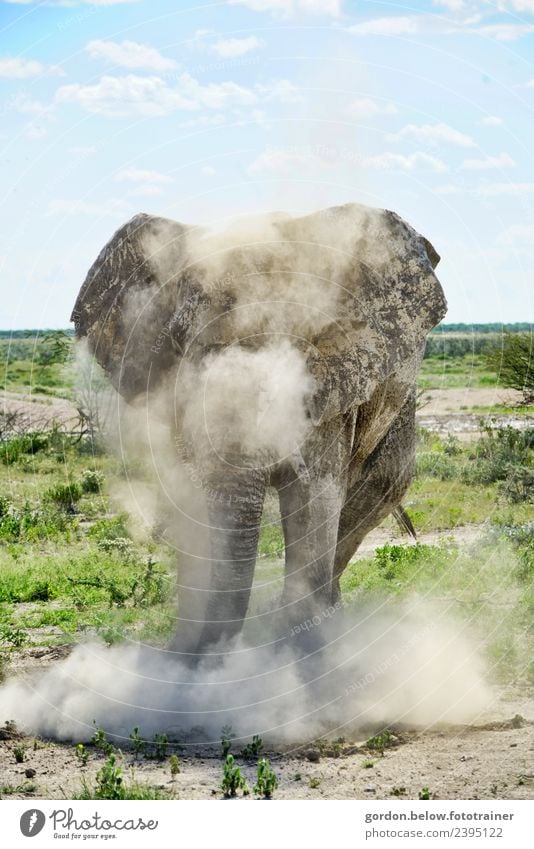 Staubwirbelnder Elefant in Namibia Abenteuer Freiheit Safari Natur Landschaft Erde 1 Tier Brunft Jagd außergewöhnlich bedrohlich fantastisch Gesundheit groß