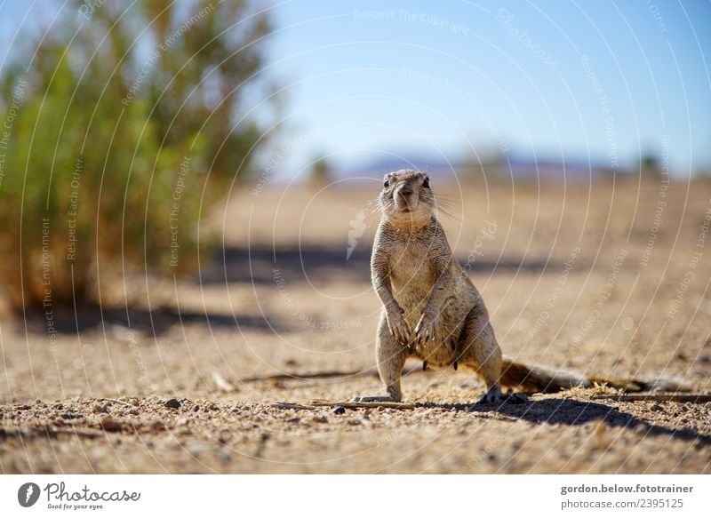 Neugieriges Eichhörnchen in der Wüste Natur Erde Schönes Wetter Sträucher 1 Tier Sand stehen warten niedlich braun grau Zufriedenheit Lebensfreude Nervosität
