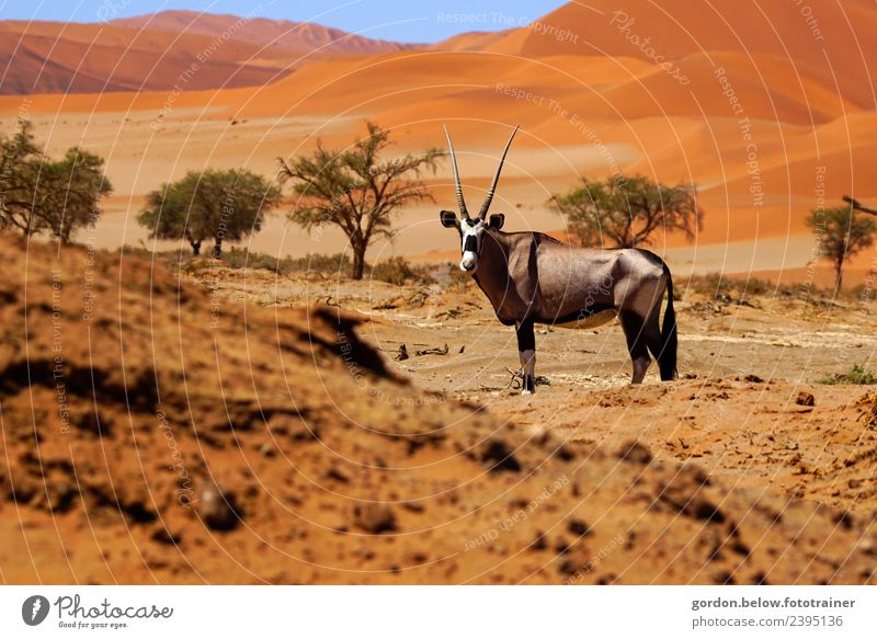 Oryx-Antilope sucht Wasser in Namibiawüste Wildtier Spießbock 1 Tier Sand warten muskulös braun grau schwarz Zufriedenheit Kraft Farbfoto Tag Ganzkörperaufnahme