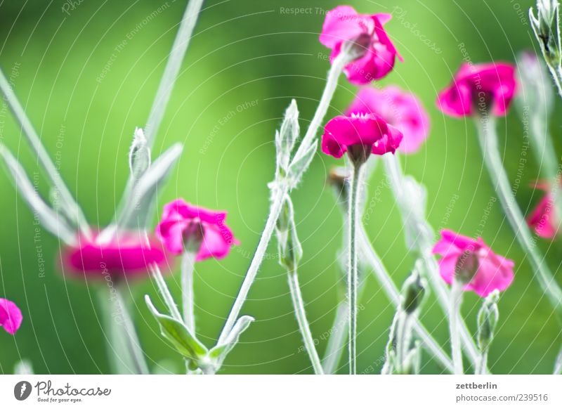 Lychnis Coronaria (Kronenlichtnelke) Umwelt Natur Pflanze Klima Blume Blatt Blüte Blühend Wachstum grün Blumenwiese Sommer Nelkengewächse Blütenblatt Farbfoto