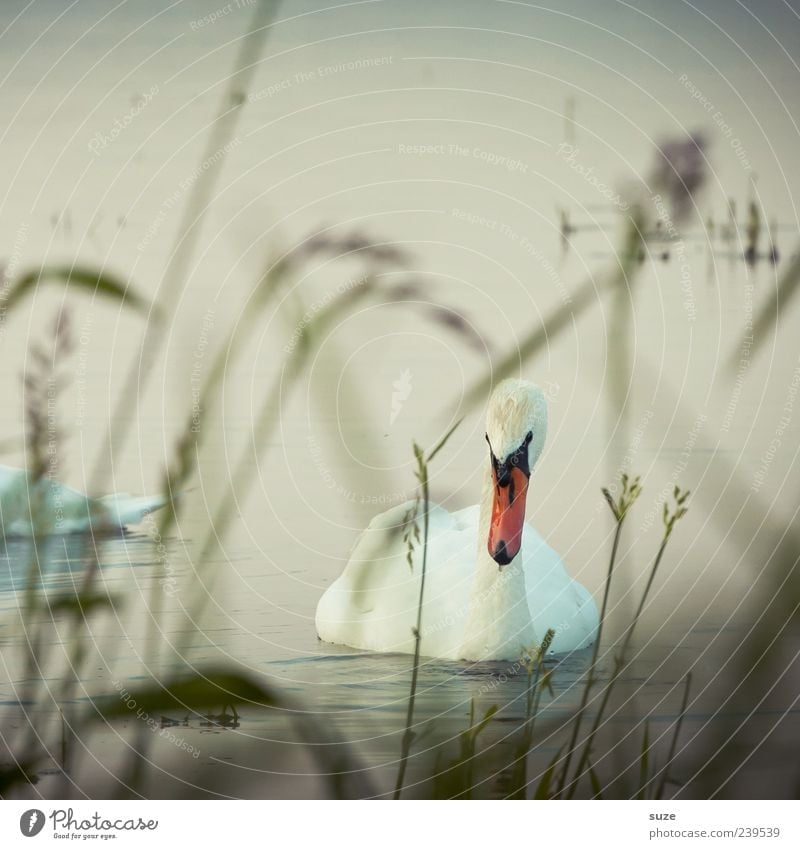 Schwan Umwelt Natur Wasser Gras Seeufer Tier Wildtier Vogel 1 beobachten ästhetisch schön Romantik Feder Schwanensee Kopf Blick Farbfoto Gedeckte Farben