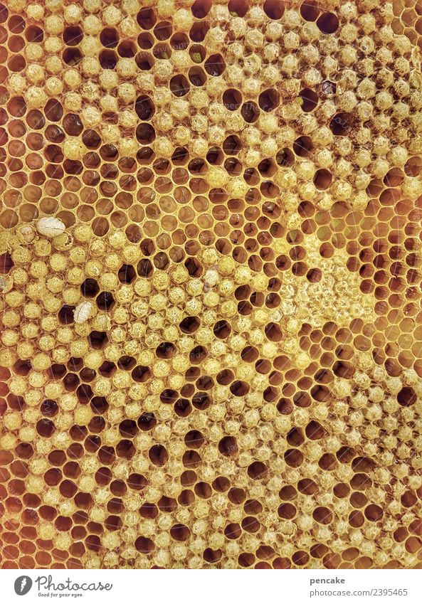 zeitlos | bauplan der natur Natur Tier Nutztier Fährte Schwarm Ornament authentisch gut Bienenwaben Wachs Kennwort Nachkommen Leben Trieb bauen Plan Sechseck