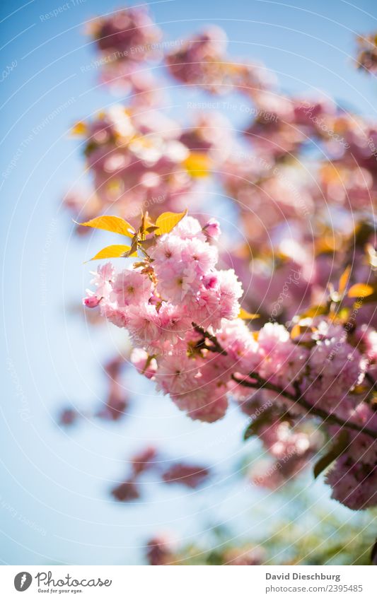 Frühlingserwachen Natur Pflanze Tier Wolkenloser Himmel Sommer Schönes Wetter Baum Blume Blatt Blüte Garten Park Wald blau rosa weiß Hochformat Frühlingstag