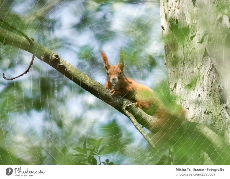 Neugieriges Eichhörnchen im Baum Umwelt Natur Tier Himmel Sonne Sonnenlicht Schönes Wetter Blatt Wald Wildtier Tiergesicht Fell Krallen Pfote Auge Ohr 1