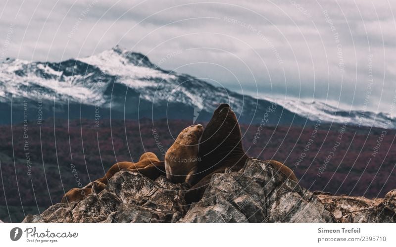 Robben in Patagonien Abenteuer Ferne Freiheit Expedition Berge u. Gebirge Landschaft Wolken Herbst Schnee Felsen Anden Schneebedeckte Gipfel Feuerland Ushuaia