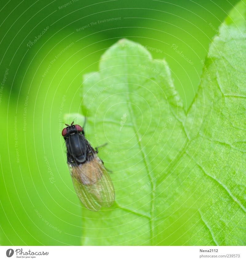 Ränder entdecken Natur Frühling Sommer Pflanze Blatt Tier Fliege 1 klein grün Insekt Blattadern Farbfoto Außenaufnahme Nahaufnahme Makroaufnahme Menschenleer