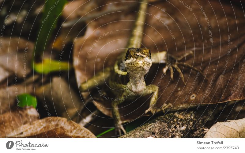 The look Erde Herbst Wald Wildtier Gecko Leguane 1 Tier beobachten bedrohlich exotisch klein niedlich Geschwindigkeit Tapferkeit Mut Wachsamkeit
