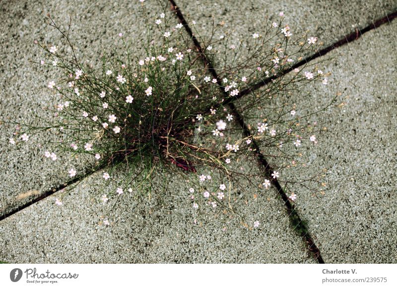 Durchsetzungsvermögen Pflanze Blume Wildpflanze Beton einfach trashig grau grün rosa authentisch Natur Überleben Wachstum Überlebenskampf Fuge Bodenplatten zart