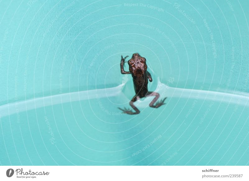 Huhu! Tier Frosch Tierjunges klein Wasser türkis winzig Wasseroberfläche Oberflächenspannung schön Beine Makroaufnahme Menschenleer Textfreiraum links