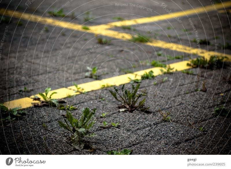 ...platz Pflanze Unkraut Verkehr Parkplatz Pflastersteine Stein Beton Linie gelb grün Farbfoto Außenaufnahme Menschenleer Schwache Tiefenschärfe