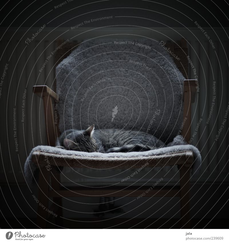 schlafplatz Wohnung Stuhl Tier Haustier Katze 1 Fell schlafen Farbfoto Gedeckte Farben Menschenleer Tag Licht Schatten Tierporträt geschlossene Augen niedlich