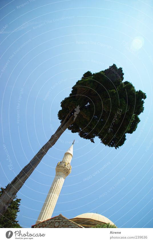 himmelwärts Wolkenloser Himmel Sonnenlicht Baum Dorf Turm Minarett Moschee hoch dünn blau grün weiß schön Glaube Stolz ästhetisch Hoffnung Religion & Glaube