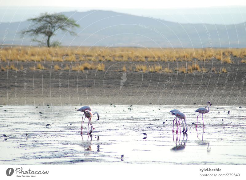 Kenia Umwelt Natur Landschaft Erde Sand Himmel Pflanze Baum Gras Berge u. Gebirge Wüste Tier Wildtier Vogel Flamingo Fressen laufen Appetit & Hunger Durst