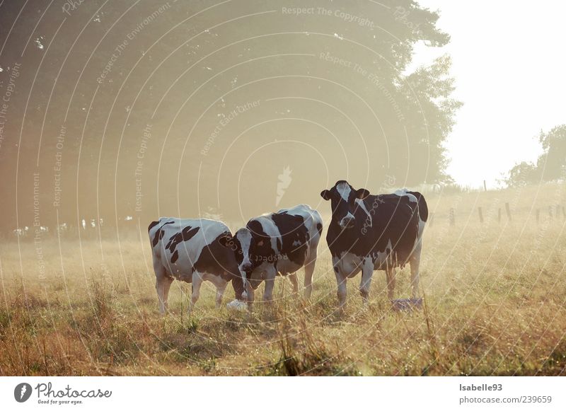 Vaches, Kühe, Cows Freiheit Natur Herbst Wetter Nebel Gras Wiese Feld Tier Kuh 3 authentisch Gefühle Tierliebe schön ruhig Leben Idylle Umwelt Herbstfärbung