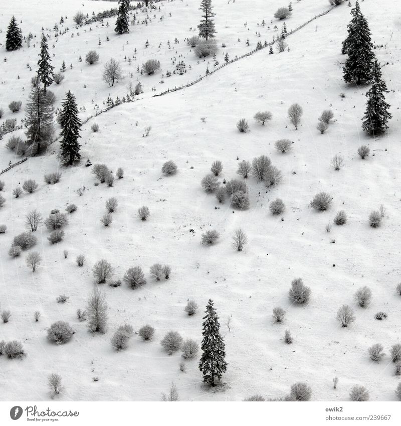 Spalier stehen Umwelt Natur Landschaft Pflanze Winter Klima Wetter Eis Frost Schnee Baum Sträucher Wald Berge u. Gebirge Ferne gigantisch hell kalt blau schwarz