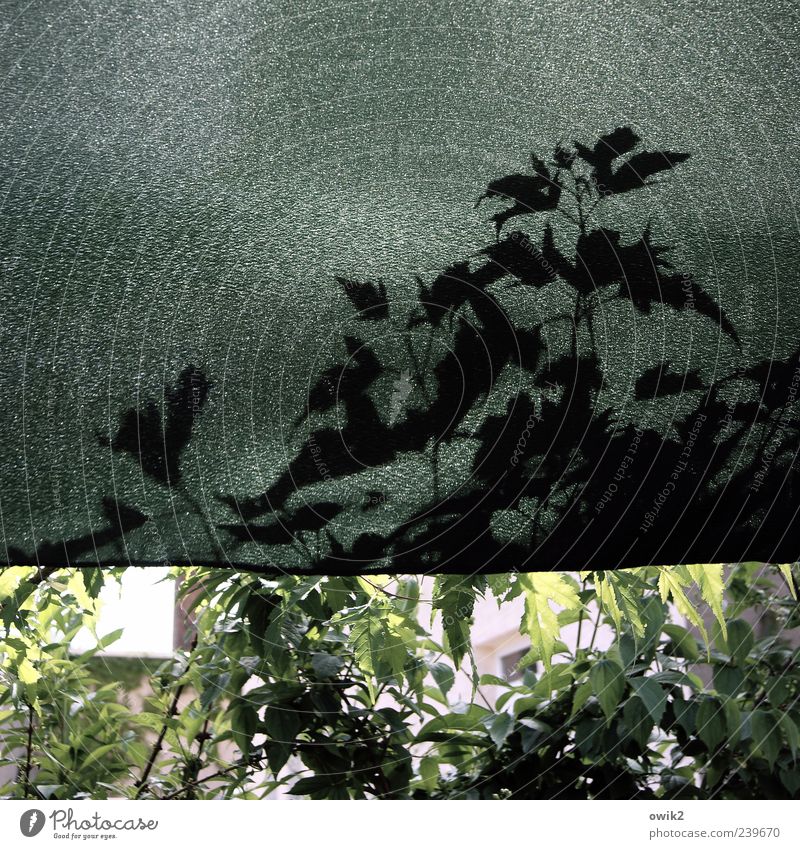 Unterm Baldachin (2) Häusliches Leben Pflanze einfach modern gelb grau grün schwarz Kunststoff Stoff Abdeckung Schutz Farbfoto Gedeckte Farben Außenaufnahme