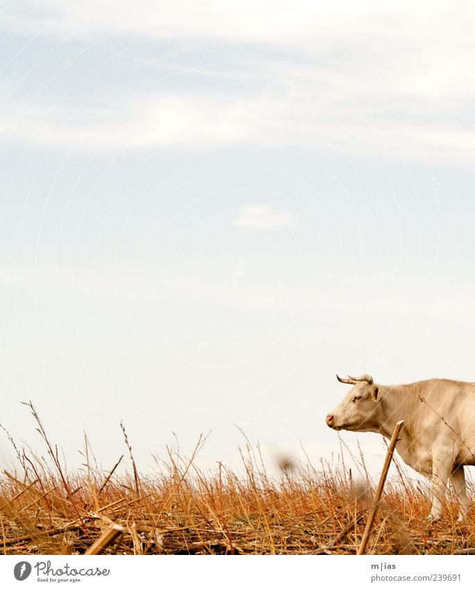 Mit dem Kopf durch die Wand. Safari Tier Himmel Sommer Nutztier Kuh Fell 1 beobachten heiß muskulös trocken Tapferkeit Kraft Willensstärke Feld Landwirtschaft