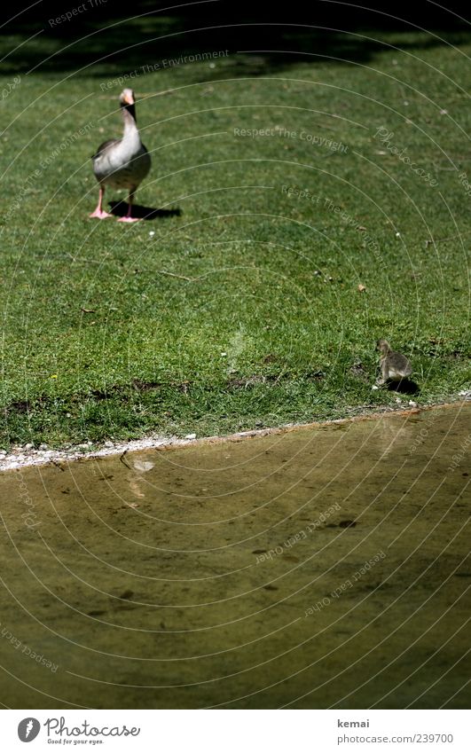 Erste Gehversuche Umwelt Natur Pflanze Tier Wasser Park Wiese Flussufer Gans Ente 2 Tierjunges Tierfamilie warten grün Wassergraben Farbfoto Außenaufnahme Tag