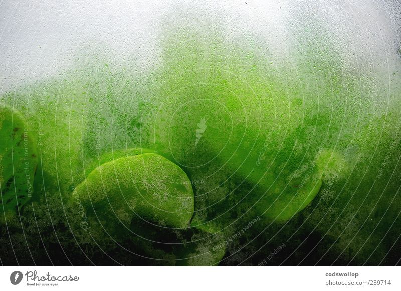 bill masen's gewächshaus Grünpflanze Nutzpflanze nass grau grün Gewächshaus Experiment Farbfoto abstrakt Muster Menschenleer Hintergrund neutral außergewöhnlich