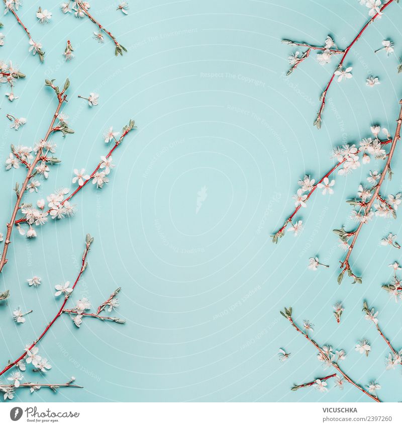 Blauer Hintergrund mit weißen Kirschblüten Stil Design Natur Pflanze Frühling Blatt Blüte Dekoration & Verzierung rosa Frühlingsgefühle Hintergrundbild