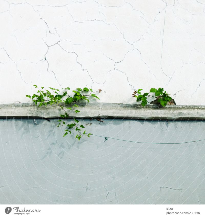 mauerblümchen Natur Pflanze Grünpflanze Wildpflanze Mauer Wand einzigartig grau grün Randzone gerissen Blume verfallen Farbfoto Außenaufnahme Menschenleer