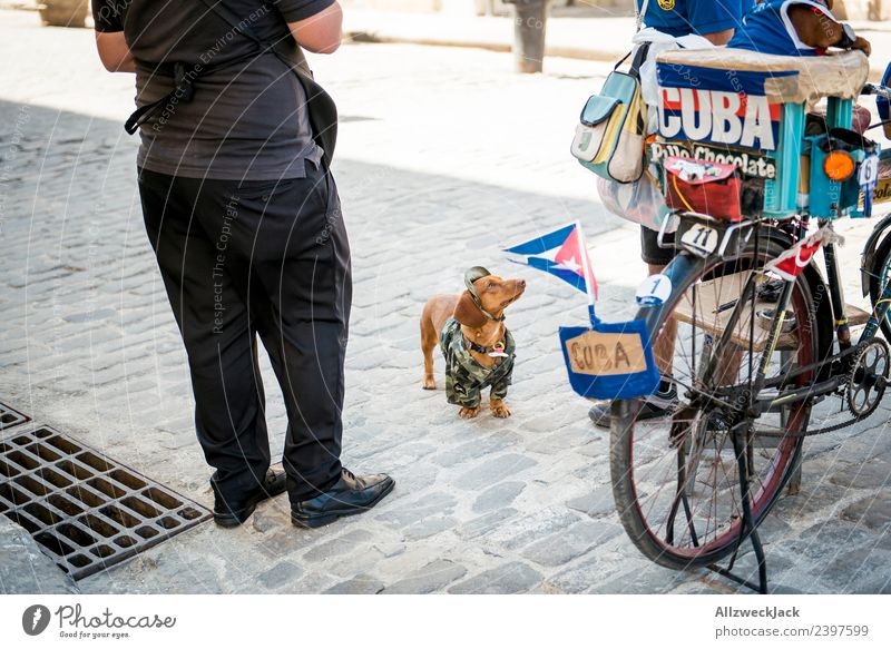 verkleideter Hund auf den Straßen von Havanna Kuba 1 Mensch Dackel Kostüm Karnevalskostüm betteln Stadtzentrum Haustier Reisefotografie Ferien & Urlaub & Reisen