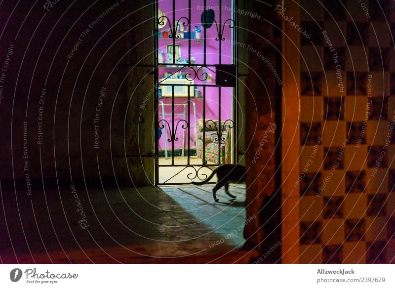 beleuchtete Wohnung nachts in Havanna Kuba Nachtaufnahme Fliesen u. Kacheln Haus Architektur Voyeurismus Katze Hauskatze schleichen dunkel erleuchten mehrfarbig