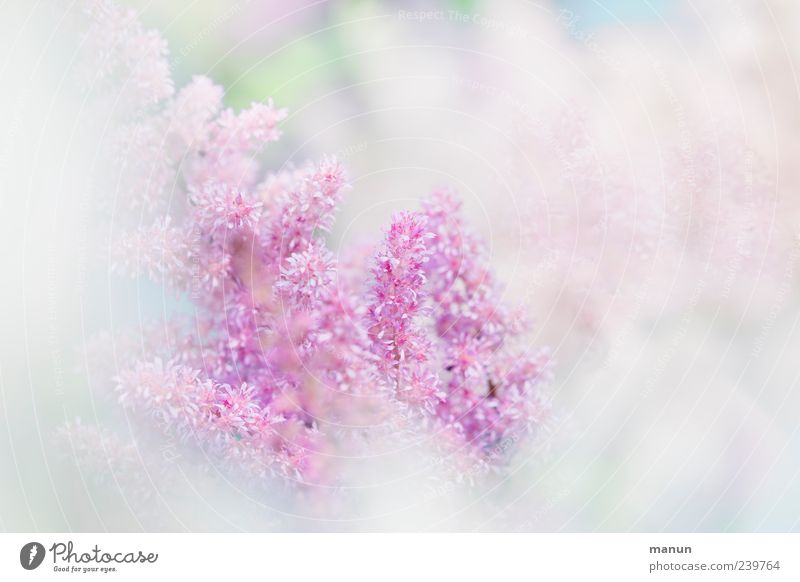 "hach"-zart Natur Pflanze Frühling Sommer Blume Blüte Sommerblumen authentisch Duft hell Kitsch schön rosa weiß Frühlingsgefühle ästhetisch elegant Farbfoto