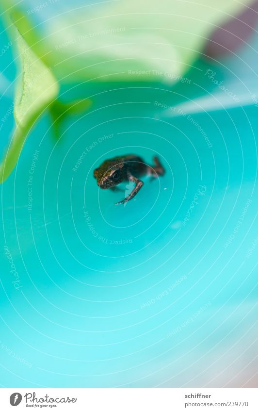 Turnschleicher Tier Frosch 1 Tierjunges klein winzig Blatt Pflanze türkis Makroaufnahme Wasseroberfläche Unschärfe Ganzkörperaufnahme Blick