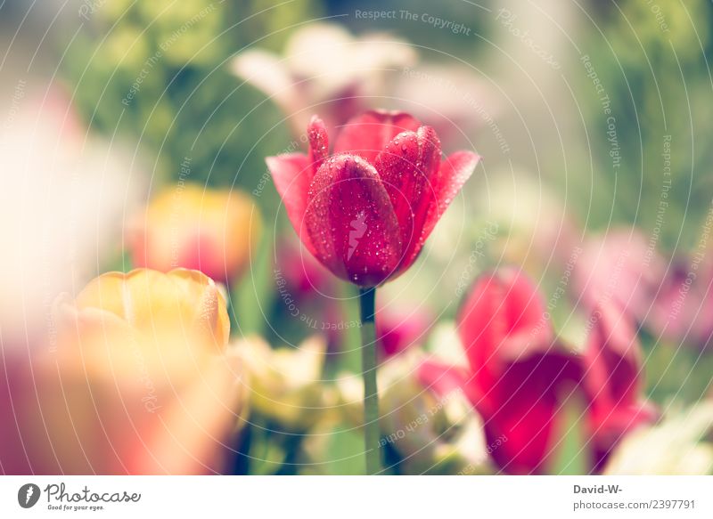 kurze Abkühlung Kunst Künstler Kunstwerk Gemälde Umwelt Natur Landschaft Pflanze Luft Sonne Sonnenlicht Klima Schönes Wetter Blume Tulpe Blatt Blüte Grünpflanze