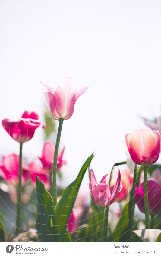 richtung Himmel Kunst Künstler Kunstwerk Gemälde Umwelt Natur Landschaft Pflanze Sonne Sonnenlicht Frühling Sommer Klima Wetter Schönes Wetter Blume Tulpe