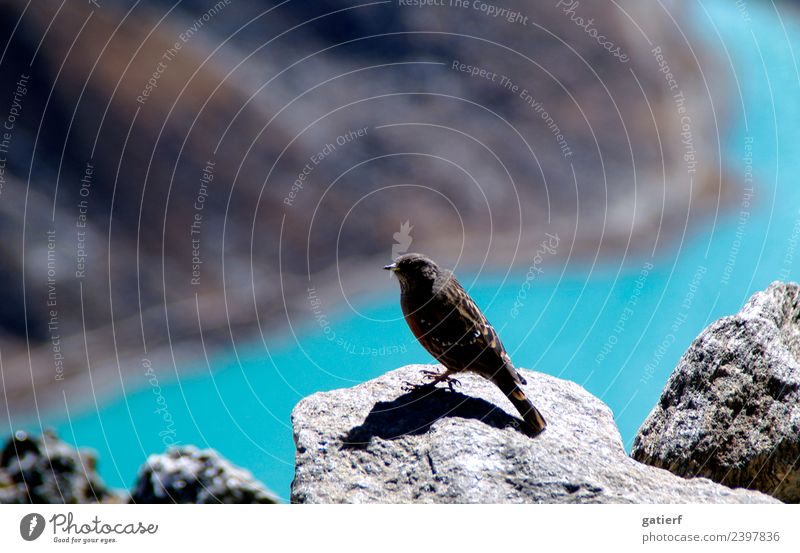 Himalaya Spatz Umwelt Natur Landschaft Tier Frühling Schönes Wetter Berge u. Gebirge Seeufer Menschenleer Vogel 1 Stein blau grau Abenteuer Farbe Freiheit
