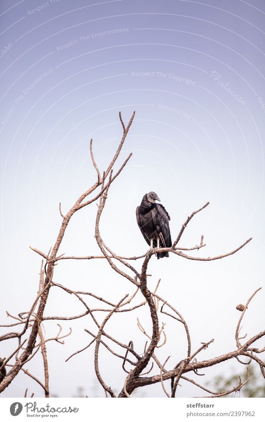 Amerikanischer Mönchsgeier Coragyps atratus Natur Tier Baum Park Teich Wildtier Vogel 1 fliegen warten blau schwarz Geier Coragyps Atratus Aasfresser Greifvogel