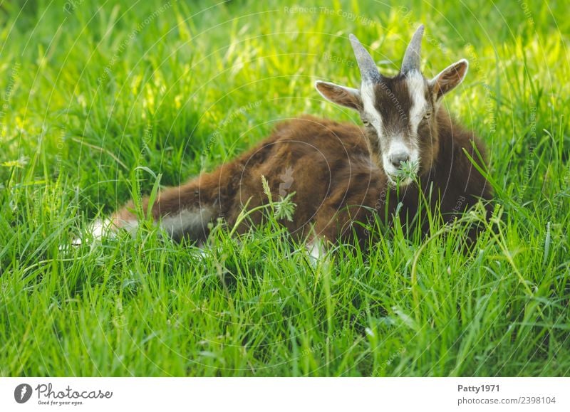 Junge Thüringer Waldziege Natur Landschaft Wiese Weide Tier Haustier Nutztier Ziegen 1 Tierjunges liegen Erholung Idylle Farbfoto Außenaufnahme Menschenleer Tag