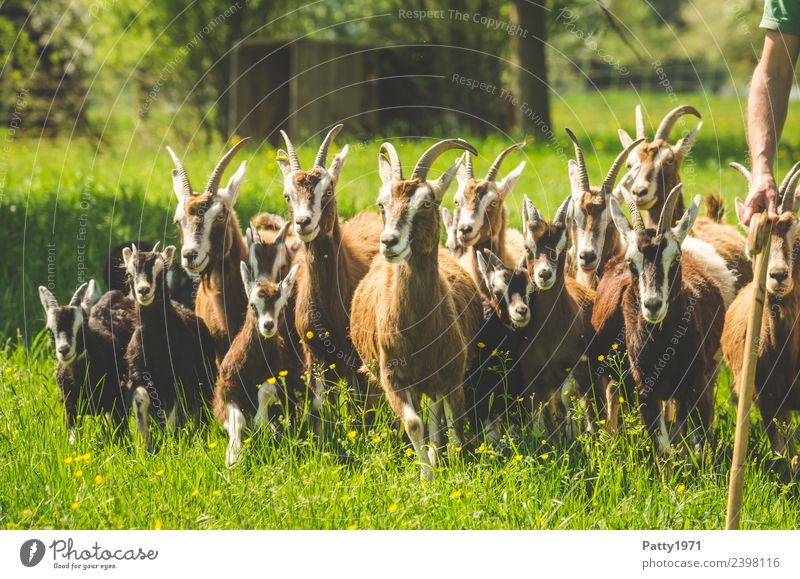 Thüringer Waldziegen Schäfer Tier Haustier Nutztier Ziegen Ziegenherde Tiergruppe Herde laufen Idylle Zusammenhalt Farbfoto Außenaufnahme Tag Sonnenlicht