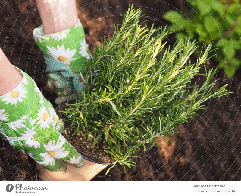 Hobby Gärtner pflanzt Rosmarin in ein Hochbeet Kräuter & Gewürze Bioprodukte Freizeit & Hobby Sommer Garten Mensch Frau Erwachsene Mann Hand Natur Pflanze