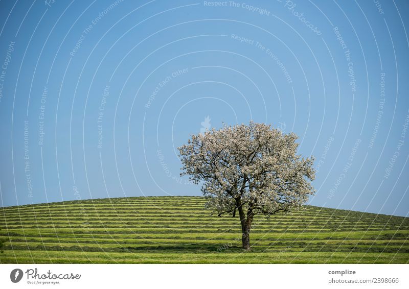Blühender Baum auf grünen Streifen Stil schön Gesundheit Leben harmonisch Sinnesorgane Erholung Duft Ferien & Urlaub & Reisen Umwelt Natur Himmel