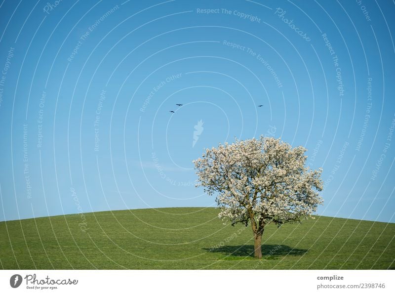 Blauer Himmel, blühender Baum & Hügel Wellness harmonisch Umwelt Natur Wolkenloser Himmel Horizont Schönes Wetter Wiese Feld Tier Vogel Zeichen Blühend Wachstum