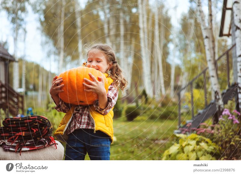 Kind Mädchen pflückt Kürbisse auf dem Bauernhof Gemüse Spielen Haus Garten Stuhl Halloween Herbst Wärme frisch lustig fallen Ernte Landwirt Eigenheimwachstum
